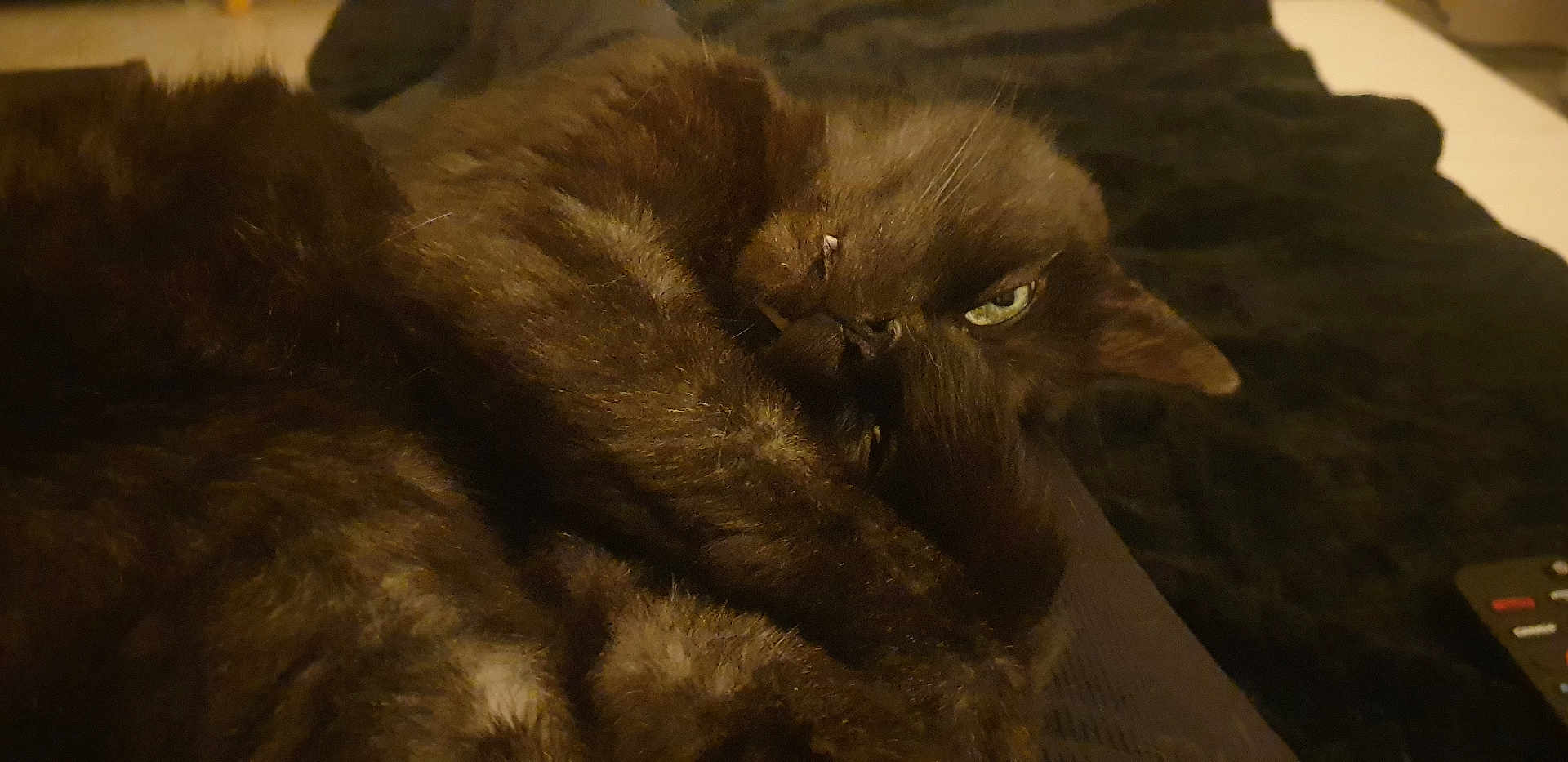 Salem participe au concours pour gagner de l'argent avec cette photo : cat, pet, feline, sleepy, curled_up, brown_fur, indoor, cozy, resting, close_up, whiskers, eye, paw, relaxed, animal, mammal, dark_background, soft_fur, cute, domestic_animal