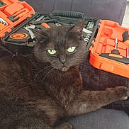 Salem participe au concours pour gagner de l'argent avec cette photo : animal, background, black_cat, cat, closeup, couch, domestic_cat, furniture, green_eyes, household, indoor, kitten, orange, pet, portrait, relaxing, toolbox, tools, window, worktools