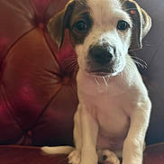 Rascal is registered to the contest to win money with this photo: puppy, dog, puppy_face, canine, portrait, pet, leather_chair, couch, brown_leather, whiskers, paws, sitting, indoor, close_up, eyes, muzzle, nose, young, adorable, looking_at_camera