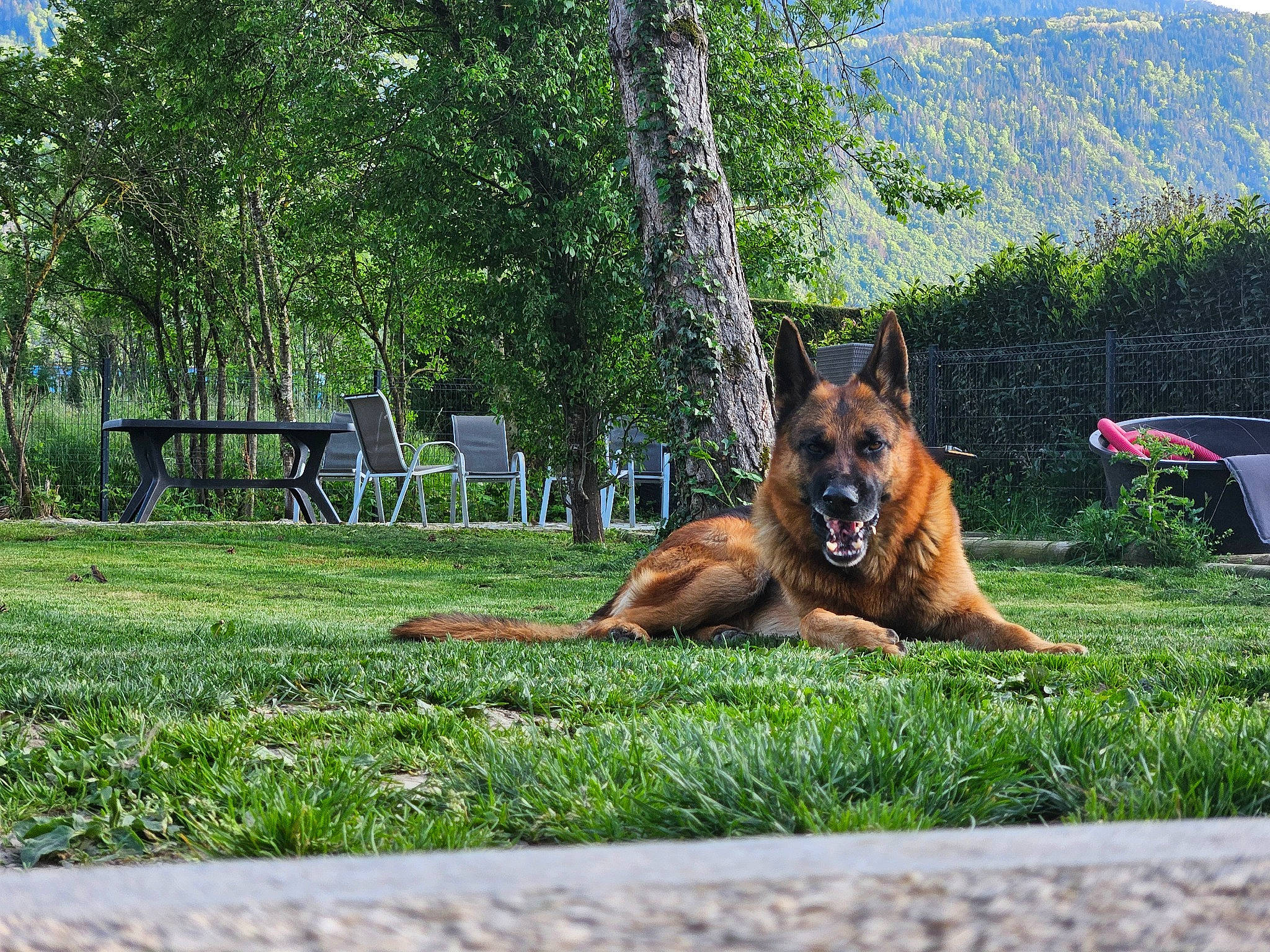 Taz participe au concours pour gagner de l'argent avec cette photo : canidae, carnivore, companion_dog, dog, dog_breed, east_european_shepherd, fawn, german_shepherd_dog, grass, grassland, herding_dog, king_shepherd, landscape, lawn, old_german_shepherd_dog, outdoor_bench, plant, sporting_group, tree, umbrella