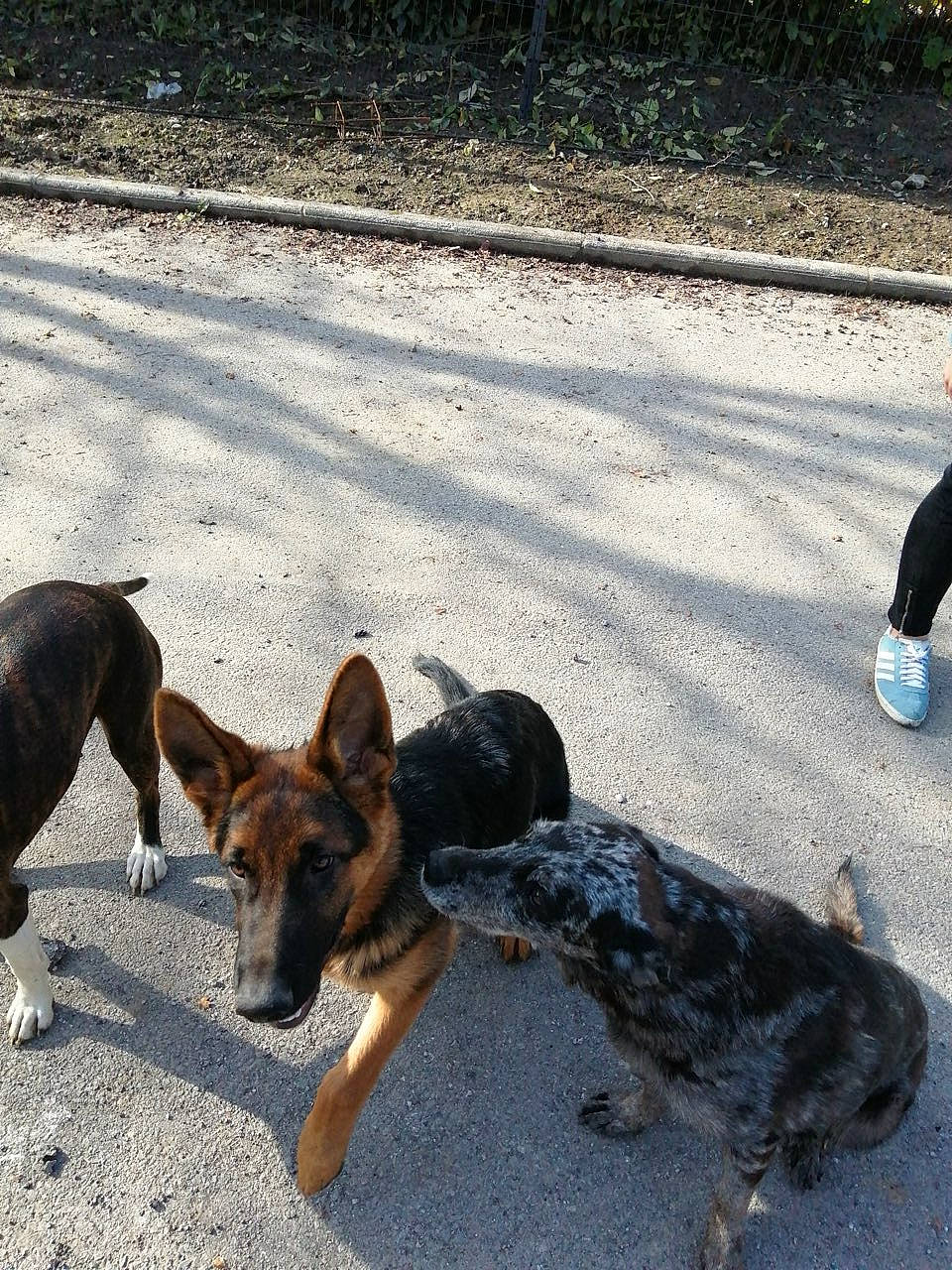 Taz a rejoint le concours — aidez-le/la à gagner de superbes lots ! asphalt, canidae, carnivore, companion_dog, dog, dog_breed, fawn, german_shepherd_dog, herding_dog, old_german_shepherd_dog, road, road_surface, shadow, sidewalk, snout, sporting_group, street_dog, tail, tar, working_animal