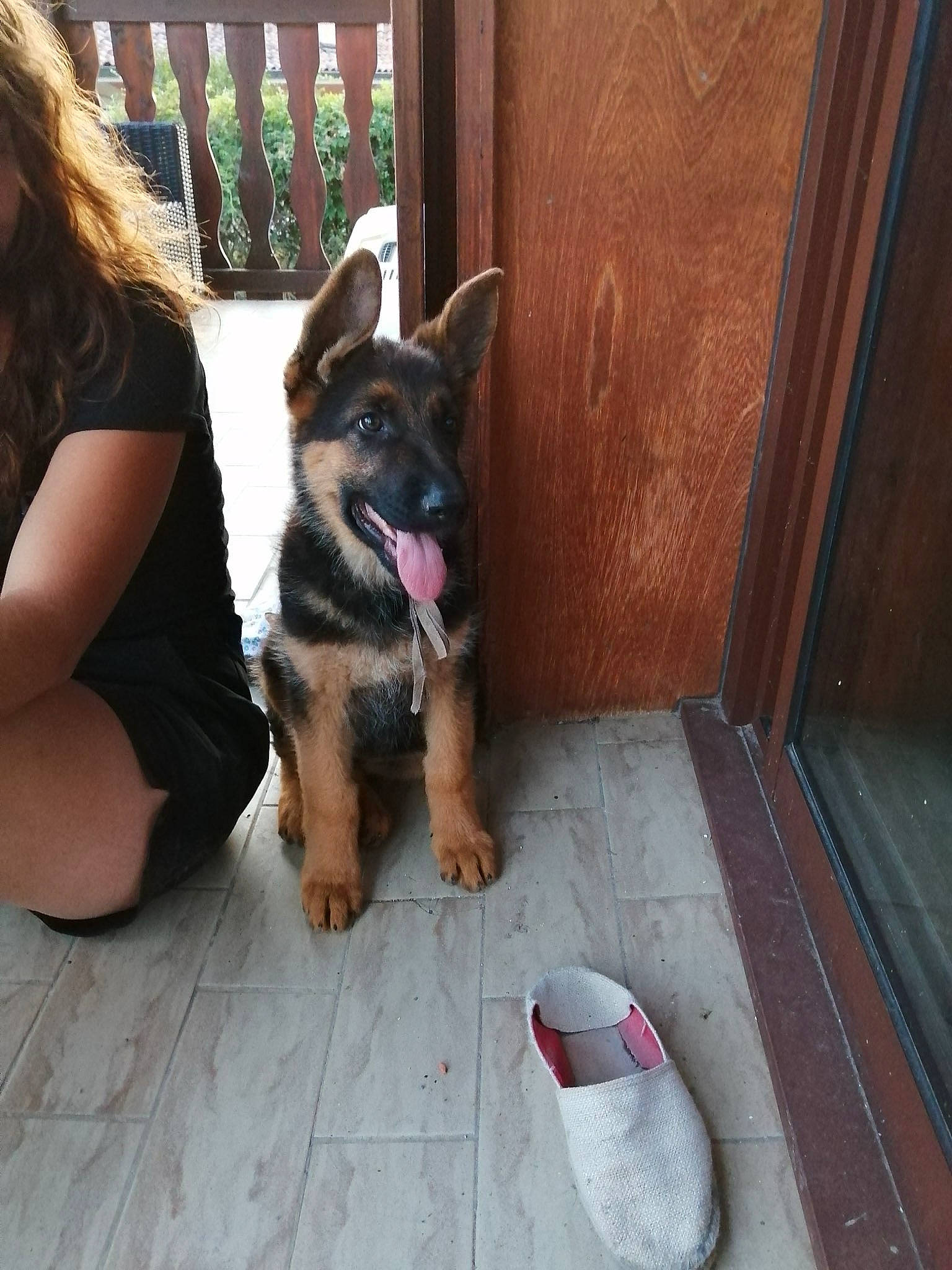 Taz a rejoint le concours — aidez-le/la à gagner de superbes lots ! canidae, carnivore, collar, companion_dog, dog, dog_breed, dog_supply, door, fawn, flooring, foot, german_shepherd_dog, herding_dog, plant, sitting, snout, sporting_group, window, wood, working_animal