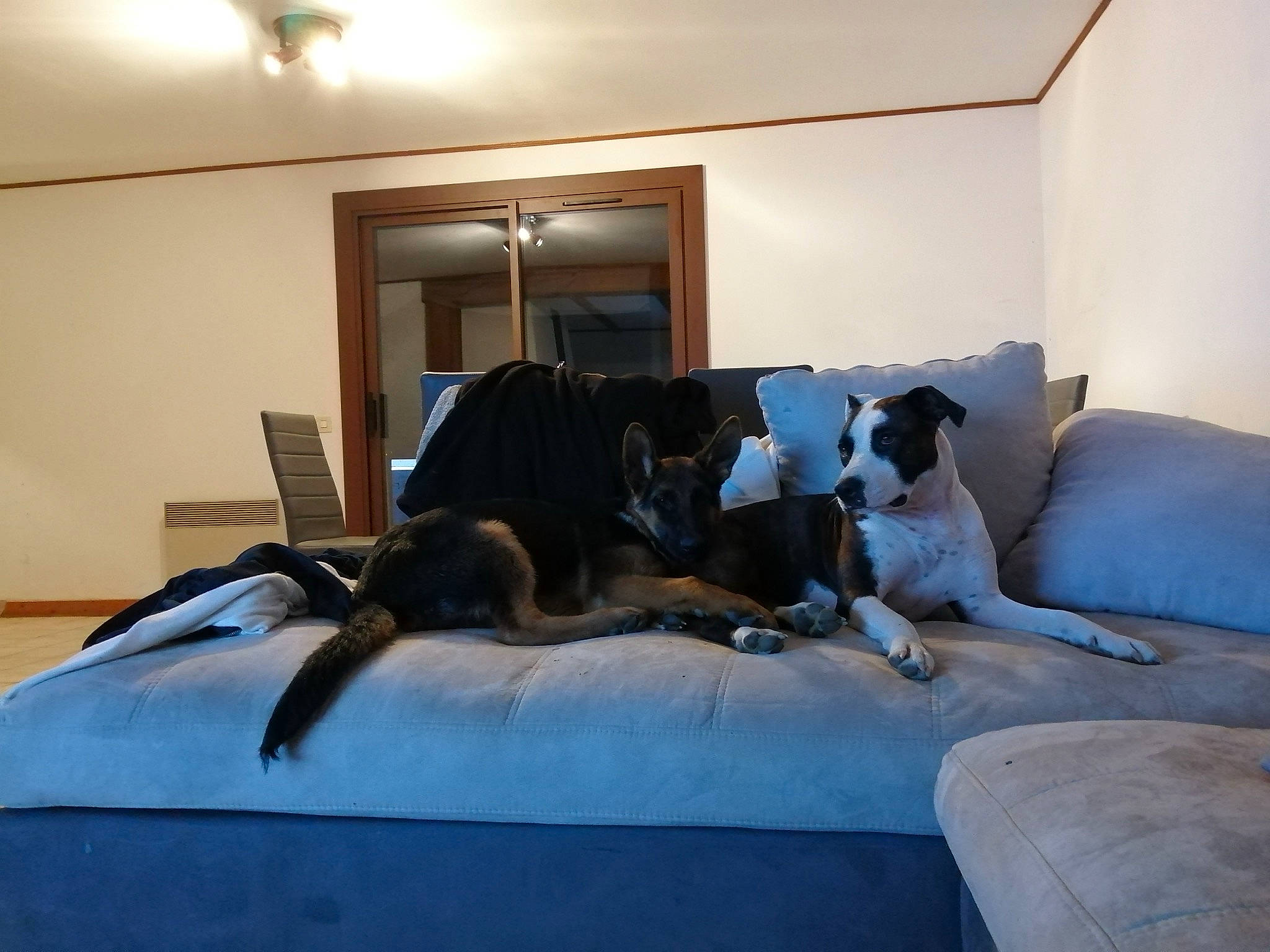 Taz a rejoint le concours — aidez-le/la à gagner de superbes lots ! bedding, bedroom, building, carnivore, comfort, companion_dog, dog, dog_breed, floor, flooring, grey, hardwood, interior_design, lighting, linens, mammal, property, shade, wood, working_animal