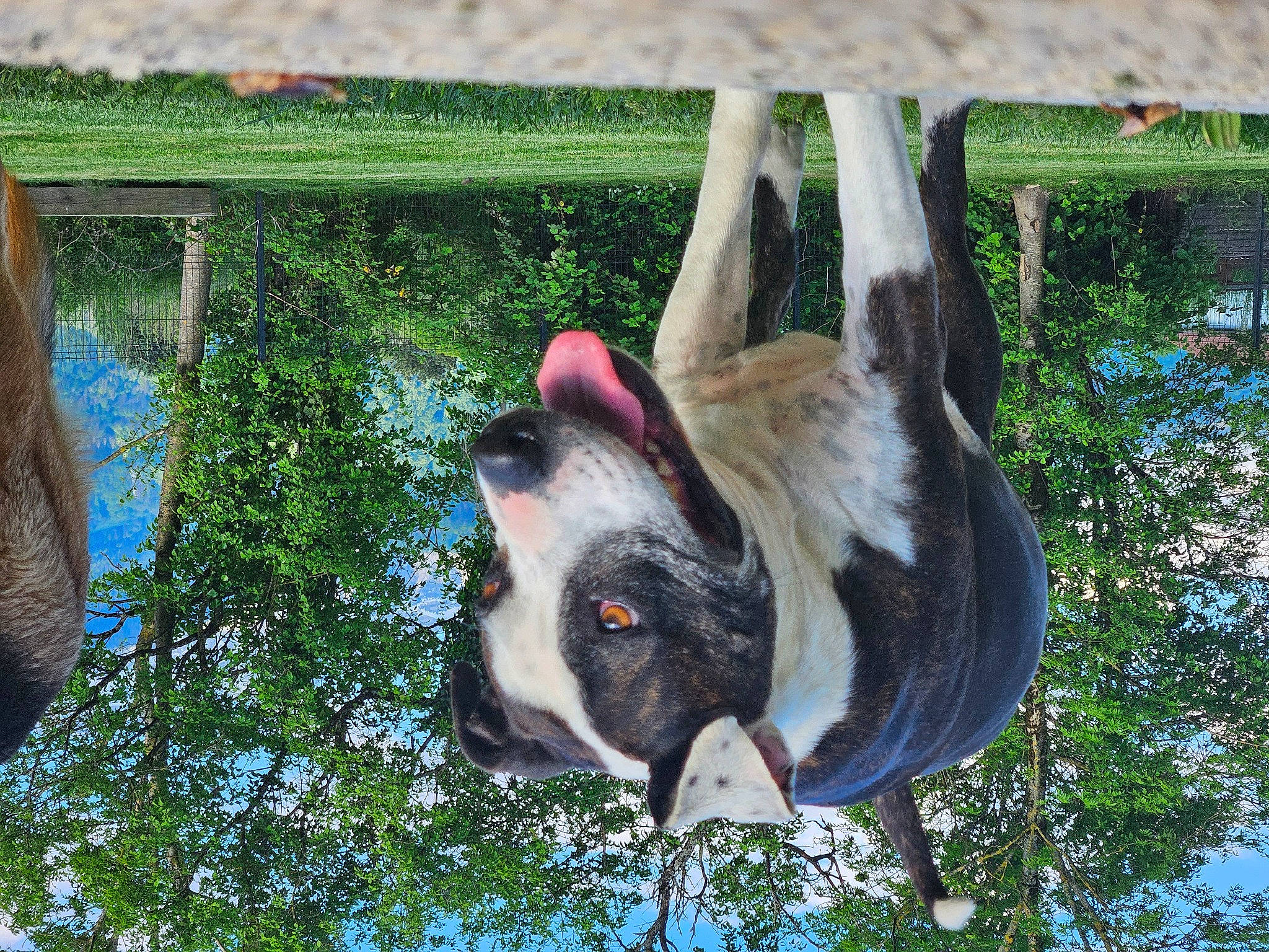 Bella a rejoint le concours — aidez-le/la à gagner de superbes lots ! animal_shelter, canidae, carnivore, collar, companion_dog, dog, dog_breed, dog_collar, dog_supply, fawn, grass, pet_supply, plant, snout, sporting_group, terrestrial_animal, tree, wildlife, wood, working_animal