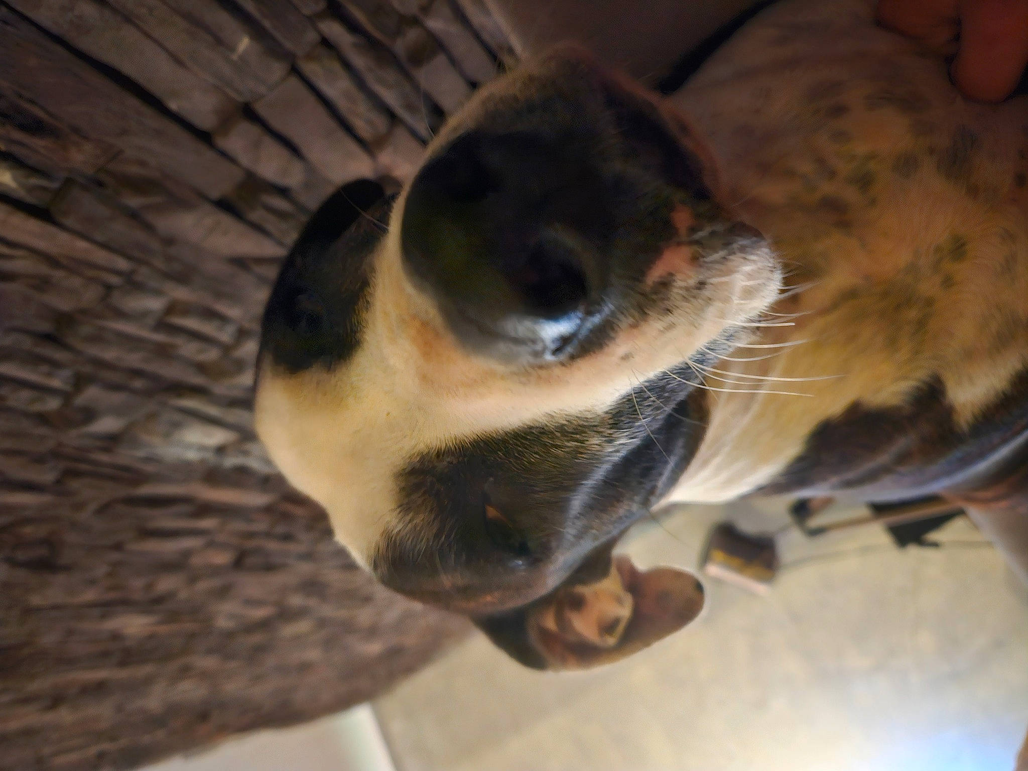 Bella participe au concours pour gagner de l'argent avec cette photo : canidae, carnivore, companion_dog, dog, dog_breed, fawn, fur, non_sporting_group, paw, sporting_group, terrestrial_animal, whiskers, wood, working_animal