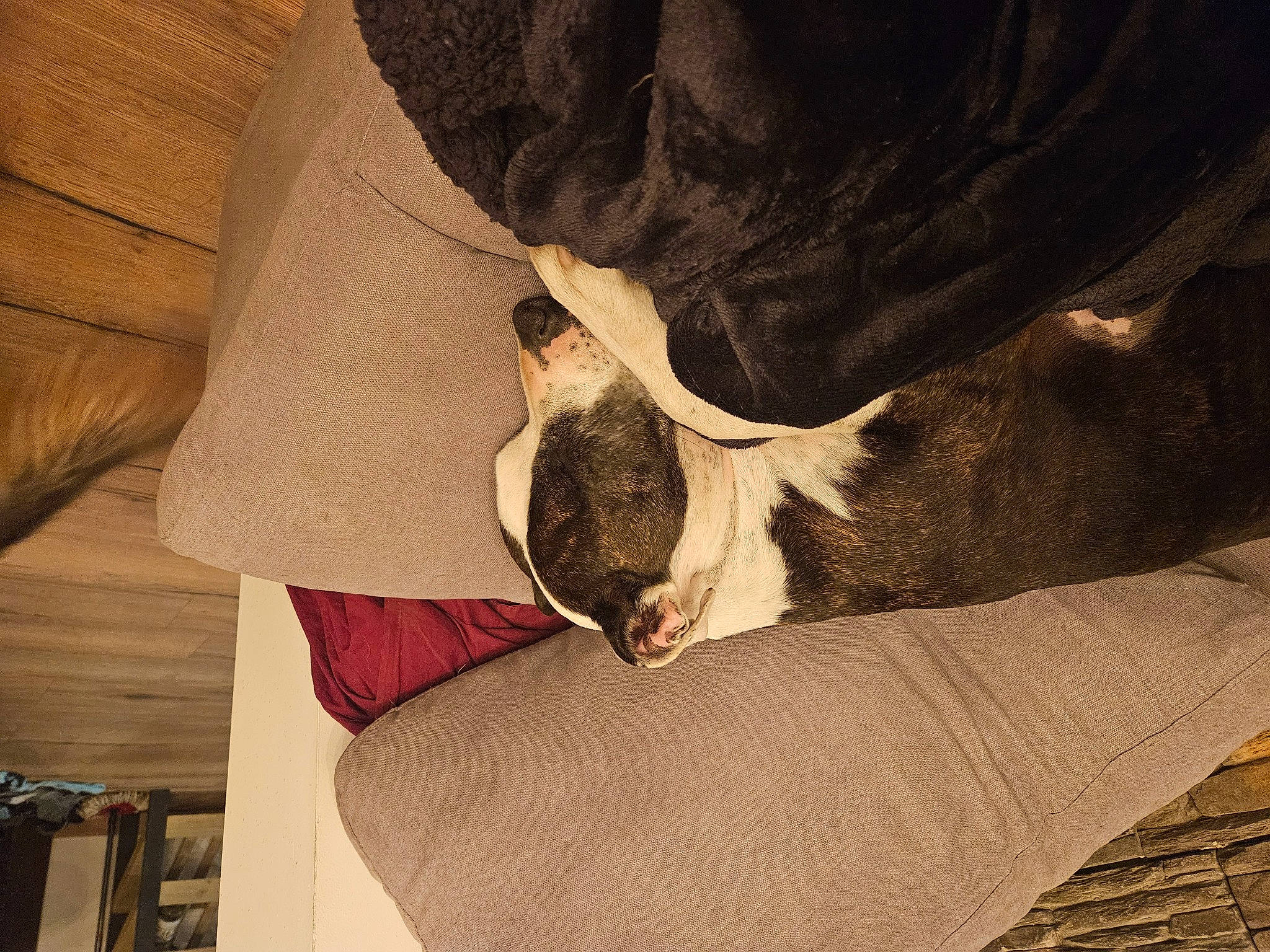 Bella a rejoint le concours — aidez-le/la à gagner de superbes lots ! canidae, carmine, carnivore, comfort, companion_dog, dog, dog_breed, ear, fawn, felidae, human_leg, knee, snout, sporting_group, thigh, tints_and_shades, toy_dog, whiskers, wood, working_animal