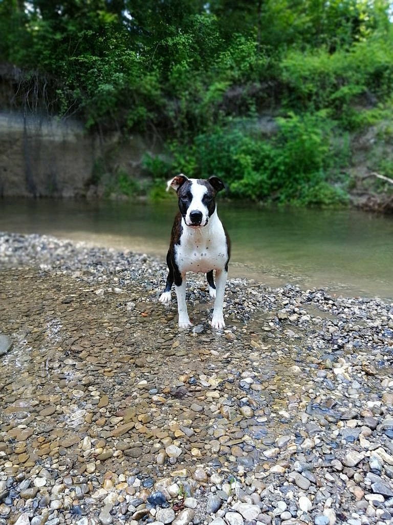 Bella a rejoint le concours — aidez-le/la à gagner de superbes lots ! carnivore, collar, companion_dog, dog, dog_breed, dog_collar, fawn, grass, landscape, plant, recreation, rock, snout, soil, sporting_group, tail, tree, walking, water, working_animal