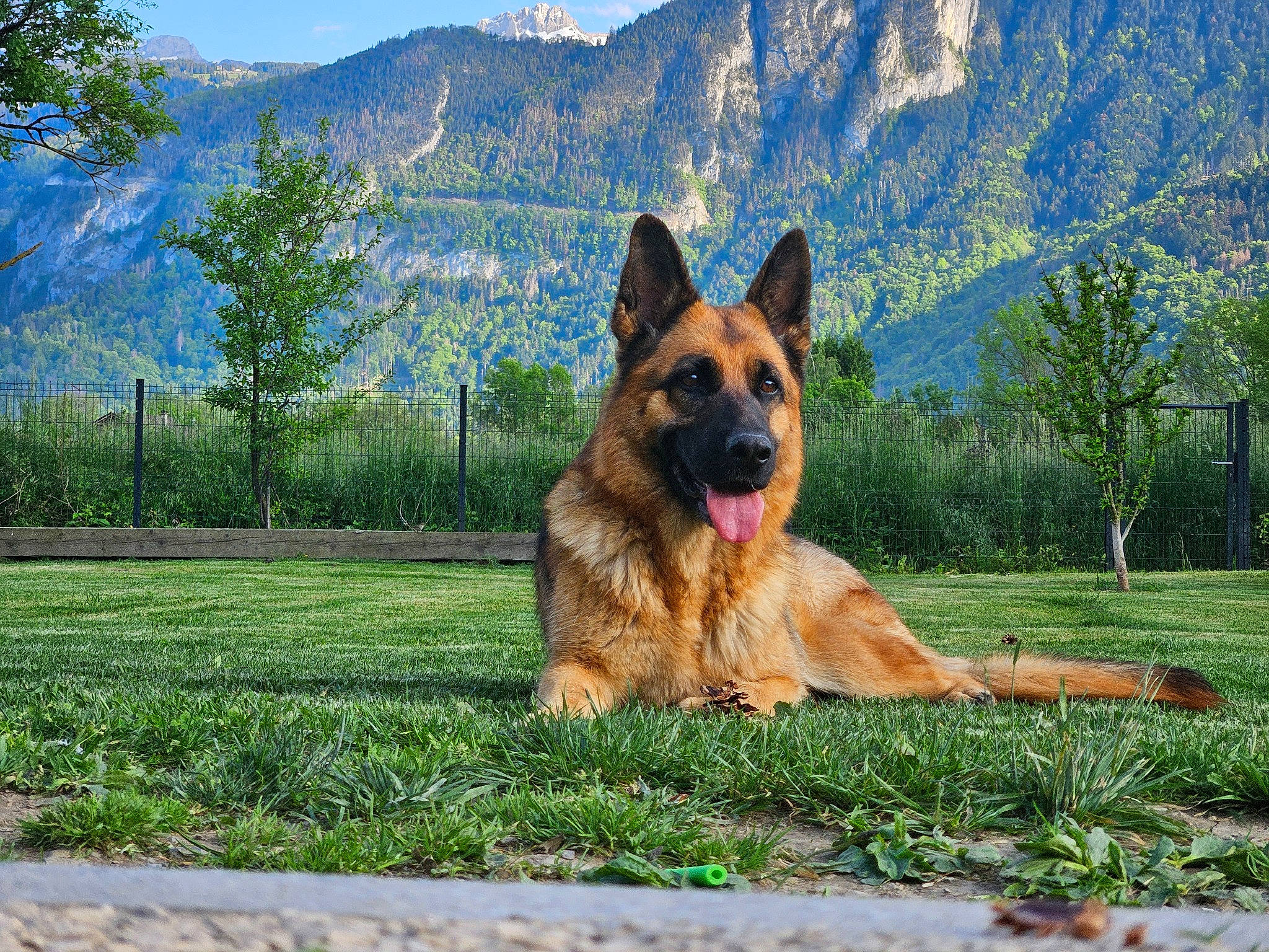 Sally a rejoint le concours — aidez-le/la à gagner de superbes lots ! carnivore, companion_dog, dog, dog_breed, east_european_shepherd, fawn, german_shepherd_dog, giant_dog_breed, grass, guard_dog, herding_dog, king_shepherd, mountain, mountain_range, old_german_shepherd_dog, plant, sky, terrestrial_animal, tree, working_dog