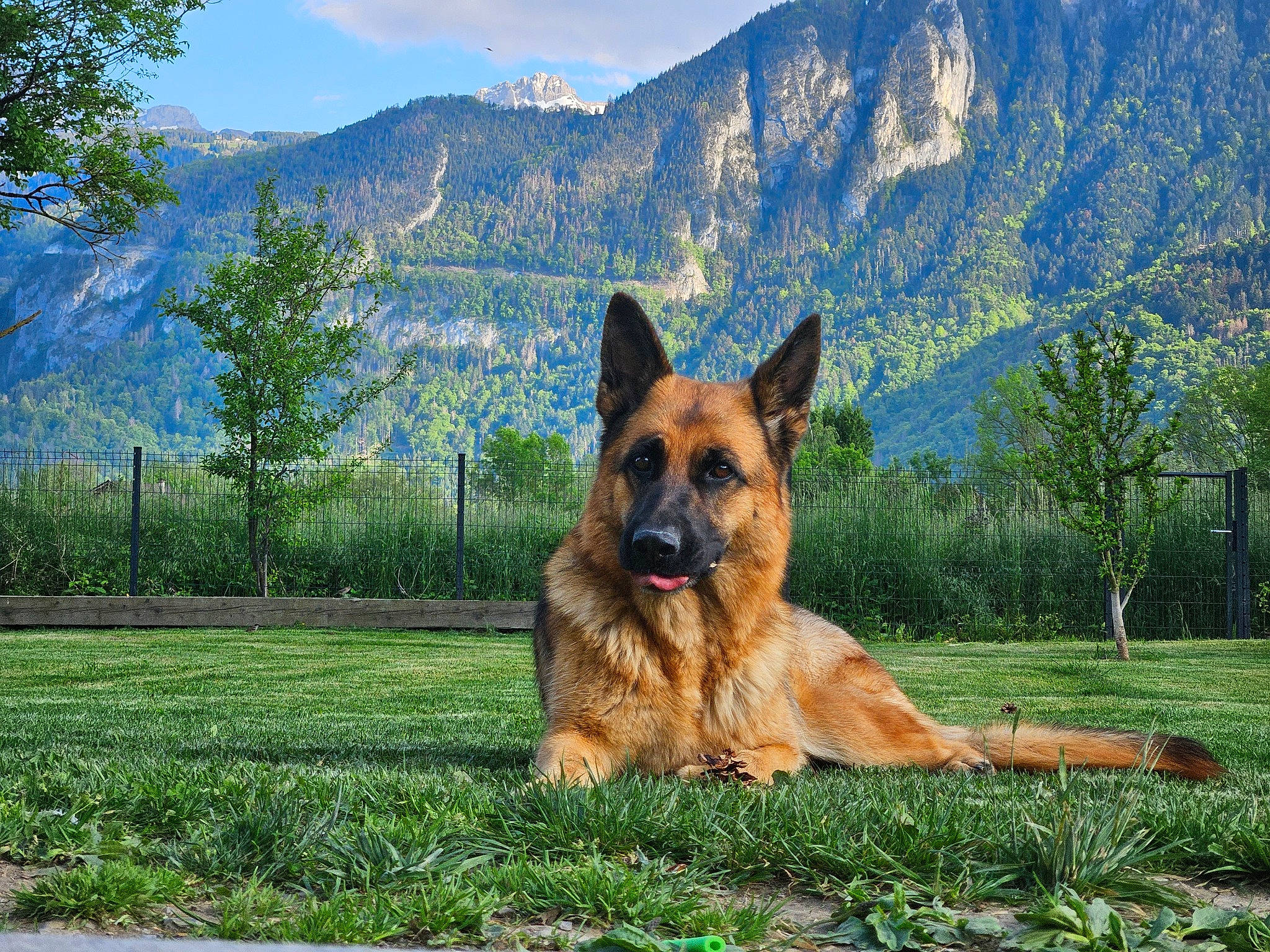 Sally participe au concours pour gagner de l'argent avec cette photo : carnivore, cloud, companion_dog, dog, dog_breed, fawn, german_shepherd_dog, grass, grassland, herding_dog, mountain, mountain_range, natural_landscape, old_german_shepherd_dog, plant, sky, snout, sporting_group, tree, wildlife
