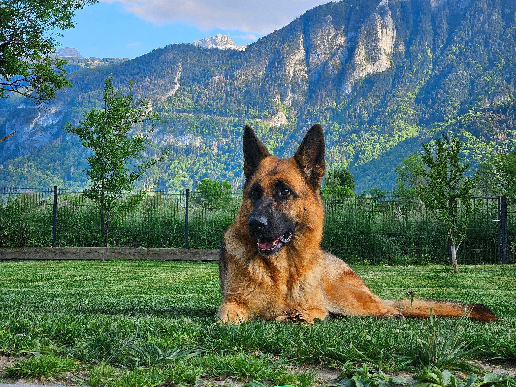 Sally participe au concours pour gagner de l'argent avec cette photo : canidae, carnivore, cloud, companion_dog, dog, dog_breed, fawn, german_shepherd_dog, giant_dog_breed, grass, herding_dog, king_shepherd, mountain, natural_landscape, old_german_shepherd_dog, plant, sky, snout, sporting_group, tree