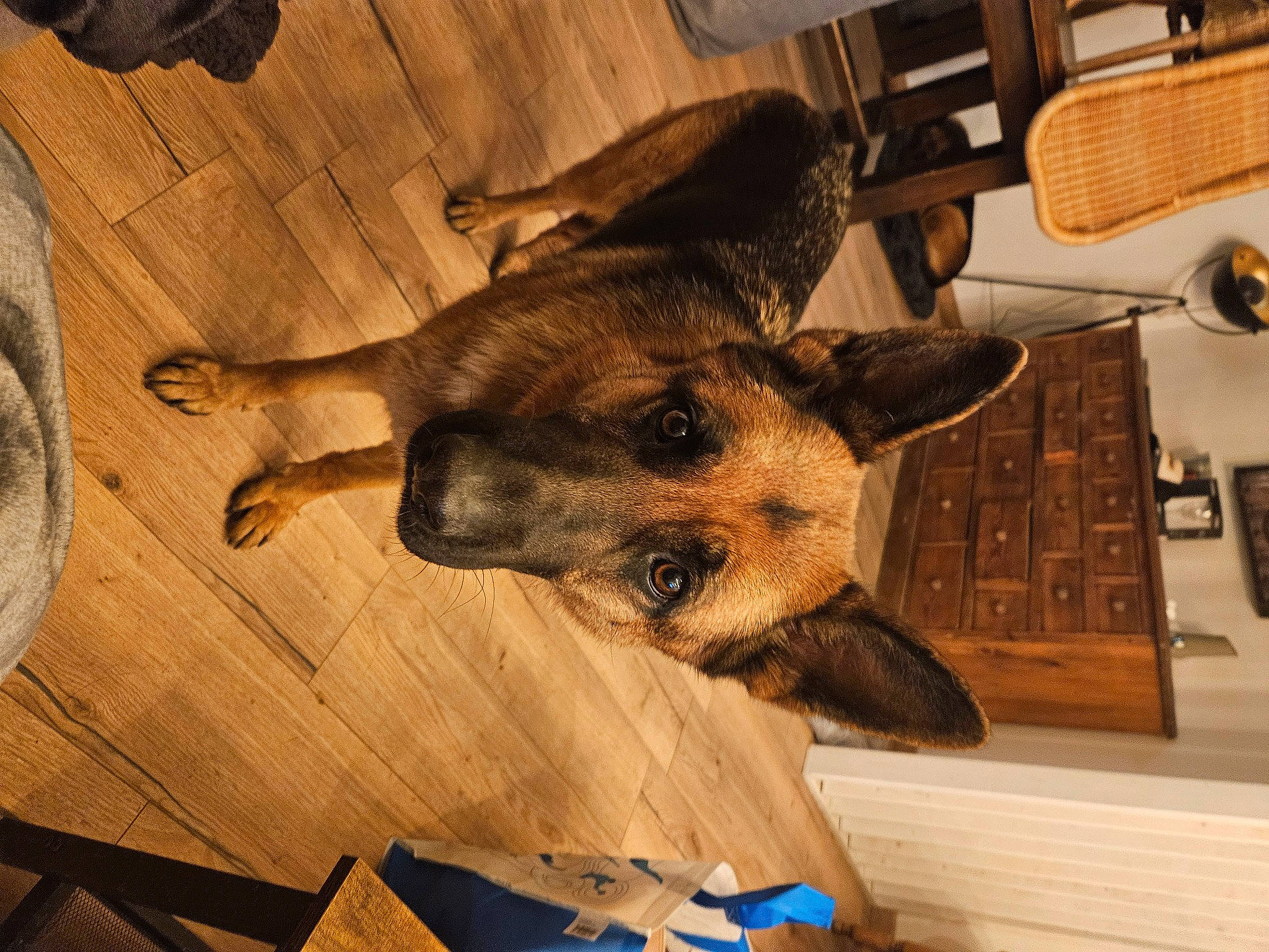 Sally participe au concours pour gagner de l'argent avec cette photo : canidae, carnivore, companion_dog, dog, dog_breed, ear, fawn, flooring, fur, german_shepherd_dog, guard_dog, hardwood, paw, snout, sporting_group, whiskers, wood, working_animal, working_dog