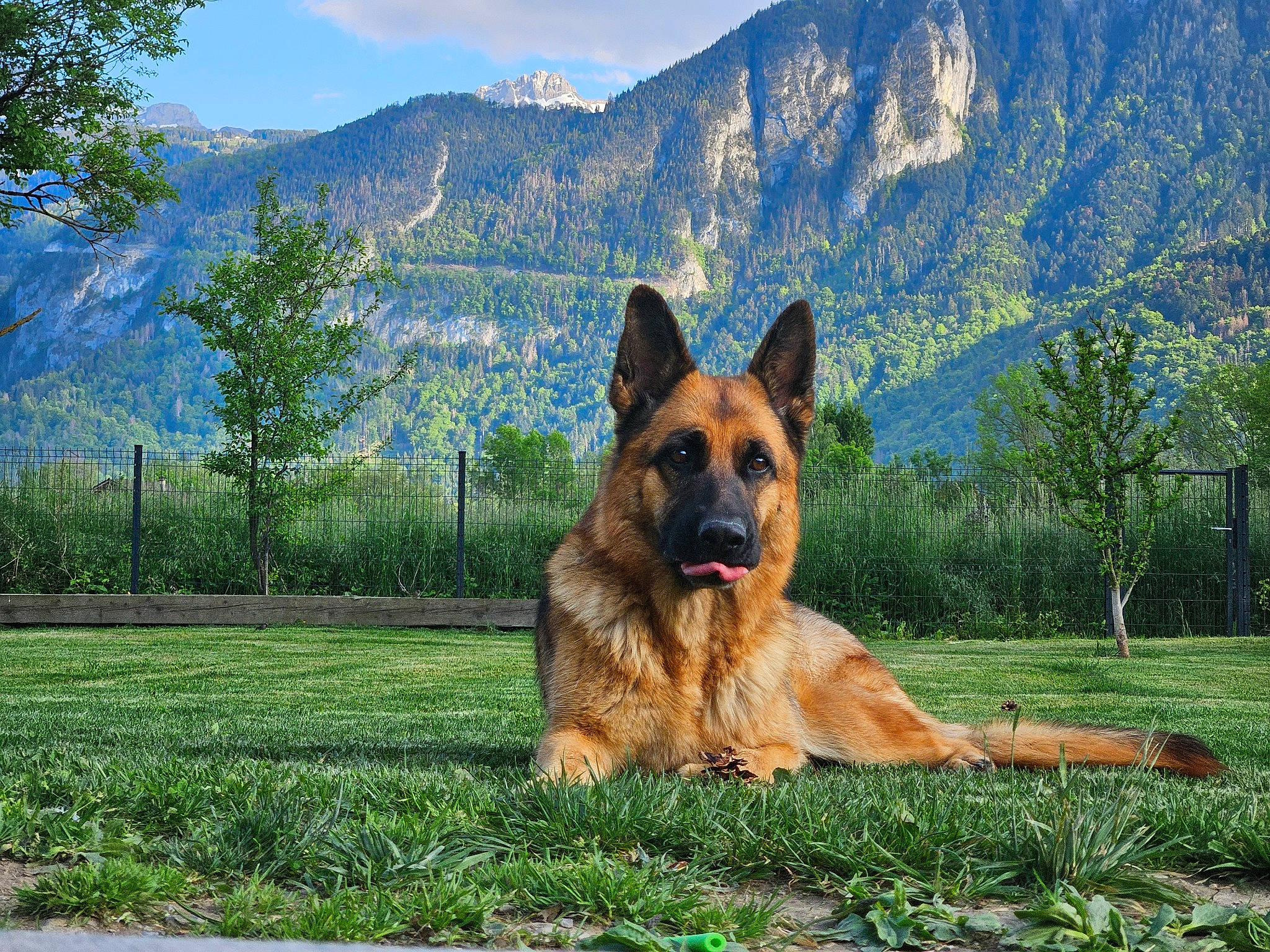 Sally participe au concours pour gagner de l'argent avec cette photo : canidae, carnivore, cloud, companion_dog, dog, dog_breed, fawn, german_shepherd_dog, grass, herding_dog, king_shepherd, mountain, mountain_range, natural_landscape, plant, sky, snout, sporting_group, tree, wildlife
