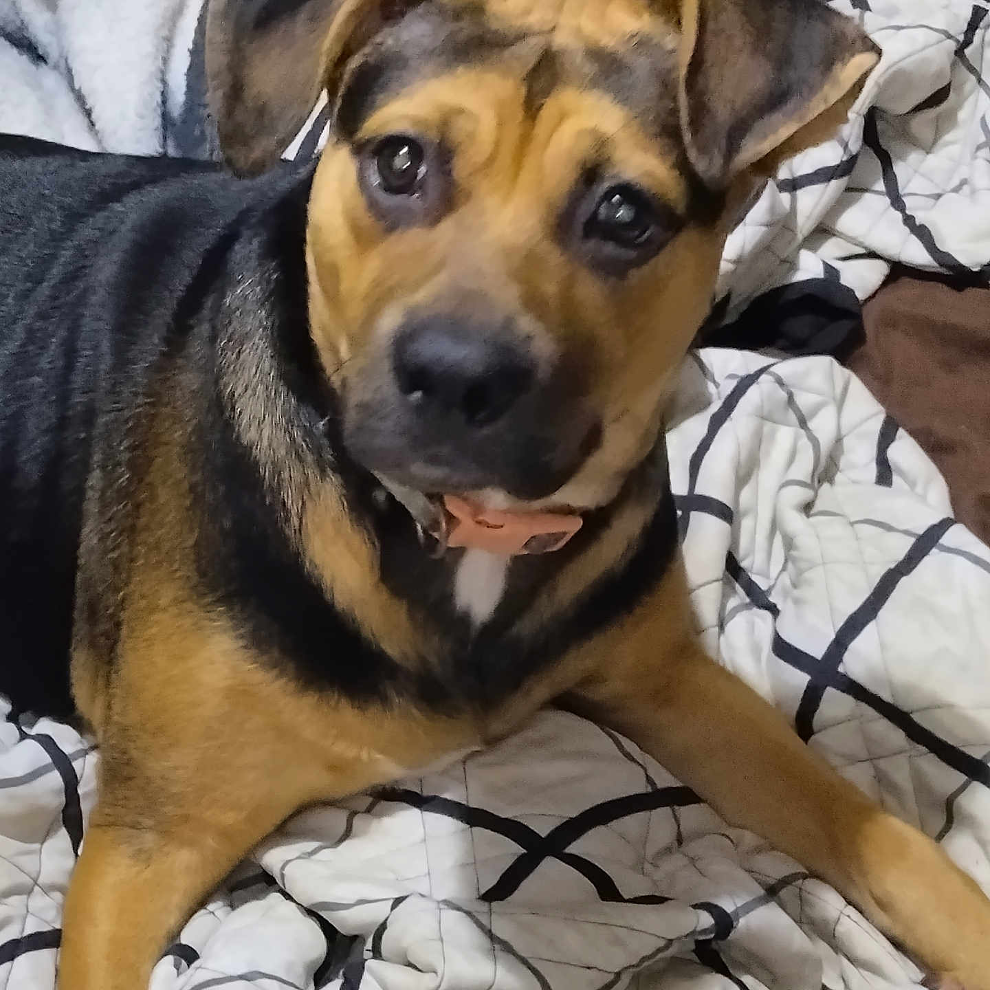 Bonnie