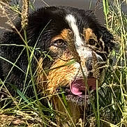 Start Edge participe au concours pour gagner de l'argent avec cette photo : dog, grass, outdoor, nature, water, tongue, face, fur, black_fur, brown_fur, white_fur, close_up, animal, wet, plants, canine, wildlife, summer, green, pet