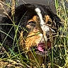 dog, grass, outdoor, nature, water, tongue, face, fur, black_fur, brown_fur, white_fur, close_up, animal, wet, plants, canine, wildlife, summer, green, pet