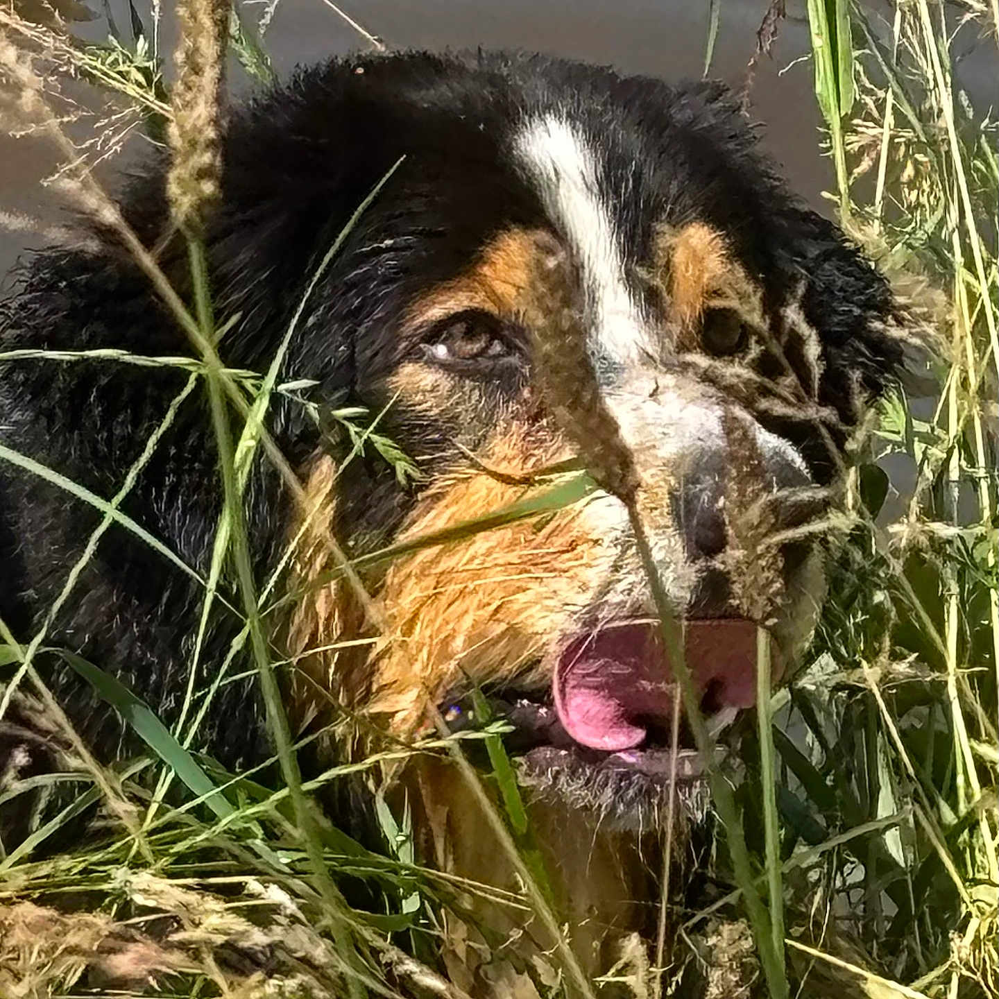 Start Edge participe au concours pour gagner de l'argent avec cette photo : dog, grass, outdoor, nature, water, tongue, face, fur, black_fur, brown_fur, white_fur, close_up, animal, wet, plants, canine, wildlife, summer, green, pet