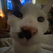 Kitler joined the competition — help win amazing prizes! bed, black_spot, blanket, blurry, cat, close_up, curiosity, ear, fur, furniture, indoor, lamp, low_light, nose, pet, portrait, room, soft_focus, television, whiskers