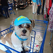 Ziggy joined the competition — help win amazing prizes! accessory, animal, blue, brown_and_white_dog, casual_clothing, clothing_rack, commerce, curious, dog, floor, hat, indoor, leash, people, pet, retail, shopping, shopping_bag, shopping_cart, store
