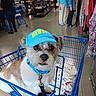 accessory, animal, blue, brown_and_white_dog, casual_clothing, clothing_rack, commerce, curious, dog, floor, hat, indoor, leash, people, pet, retail, shopping, shopping_bag, shopping_cart, store