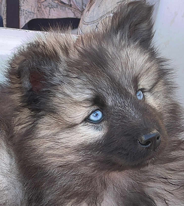 Hazelrock a rejoint le concours — aidez-le/la à gagner de superbes lots ! puppy, dog, blue_eyes, fluffy, close_up, pet, animal, fur, cute, young_dog, indoors, face, nose, ears, portrait, looking_up, soft_texture, companion, adorable, domestic_animal