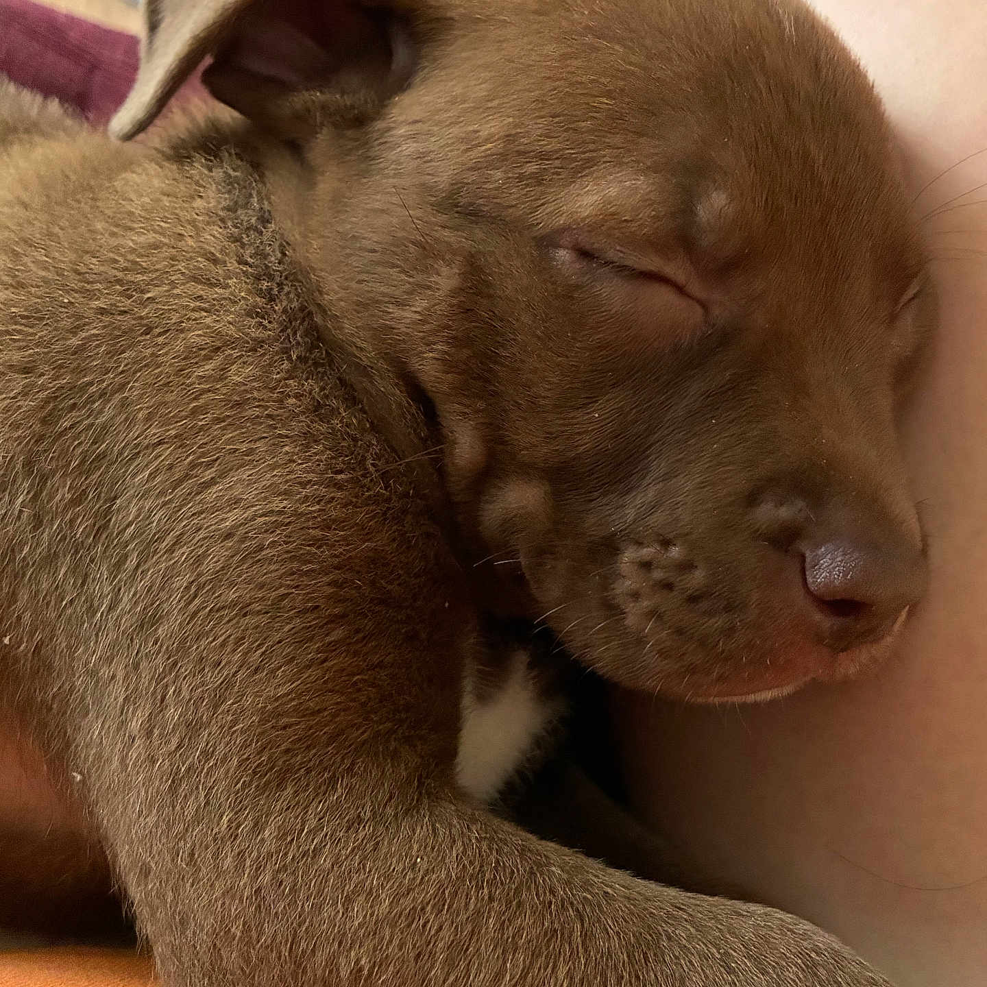Hank is registered to the contest to win money with this photo: puppy, dog, sleeping, brown_fur, close_up, cute, pet, animal, relaxed, soft, young, fur, face, nose, ear, resting, indoor, cozy, peaceful, portrait