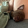 puppy, dog, sleeping, blanket, lap, indoor, cozy, brown_dog, pet, relaxing, closeup, soft_texture, resting, animal, collar, human_lap, fur, cute, domestic_animal, peaceful