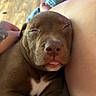 Hank joined the competition — help win amazing prizes! puppy, dog, sleeping, brown, tongue_out, close_up, cute, pet, cozy, resting, young_dog, indoor, human_leg, tattoo, floor, soft_light, relaxation, animal, companion, nap