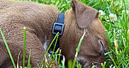 Hank joined the competition — help win amazing prizes! puppy, dog, sleeping, grass, outdoor, brown_fur, collar, pet, nature, closeup, young_animal, cute, relaxing, nap, animal, summer, greenery, flora, peaceful, fur