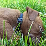puppy, dog, sleeping, grass, outdoor, brown_fur, collar, pet, nature, closeup, young_animal, cute, relaxing, nap, animal, summer, greenery, flora, peaceful, fur
