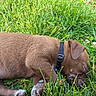 Hank joined the competition — help win amazing prizes! puppy, dog, sleeping, grass, outdoor, collar, brown_fur, young_dog, nature, peaceful, resting, animal, pet, closeup, summer, greenery, cute, canine, relaxing, sleep