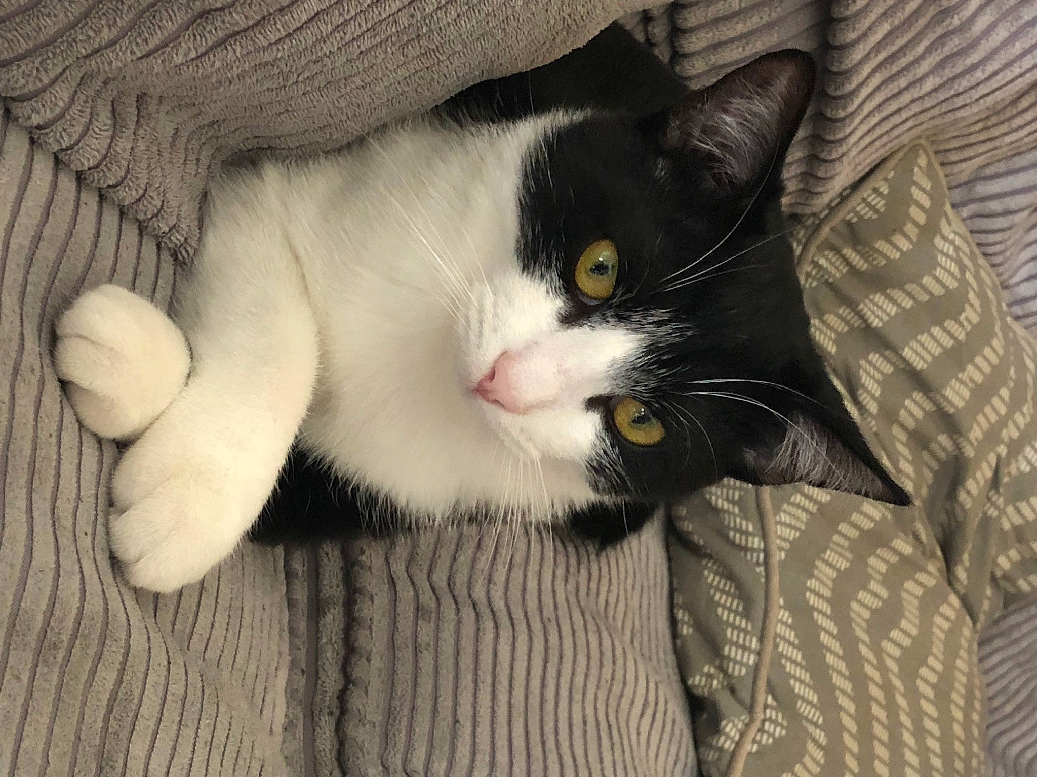 Scratch a rejoint le concours — aidez-le/la à gagner de superbes lots ! carnivore, cat, claw, comfort, domestic_short_haired_cat, ear, eye, eyelash, felidae, foot, fur, iris, nap, pattern, paw, small_to_medium_sized_cats, snout, tail, textile, whiskers