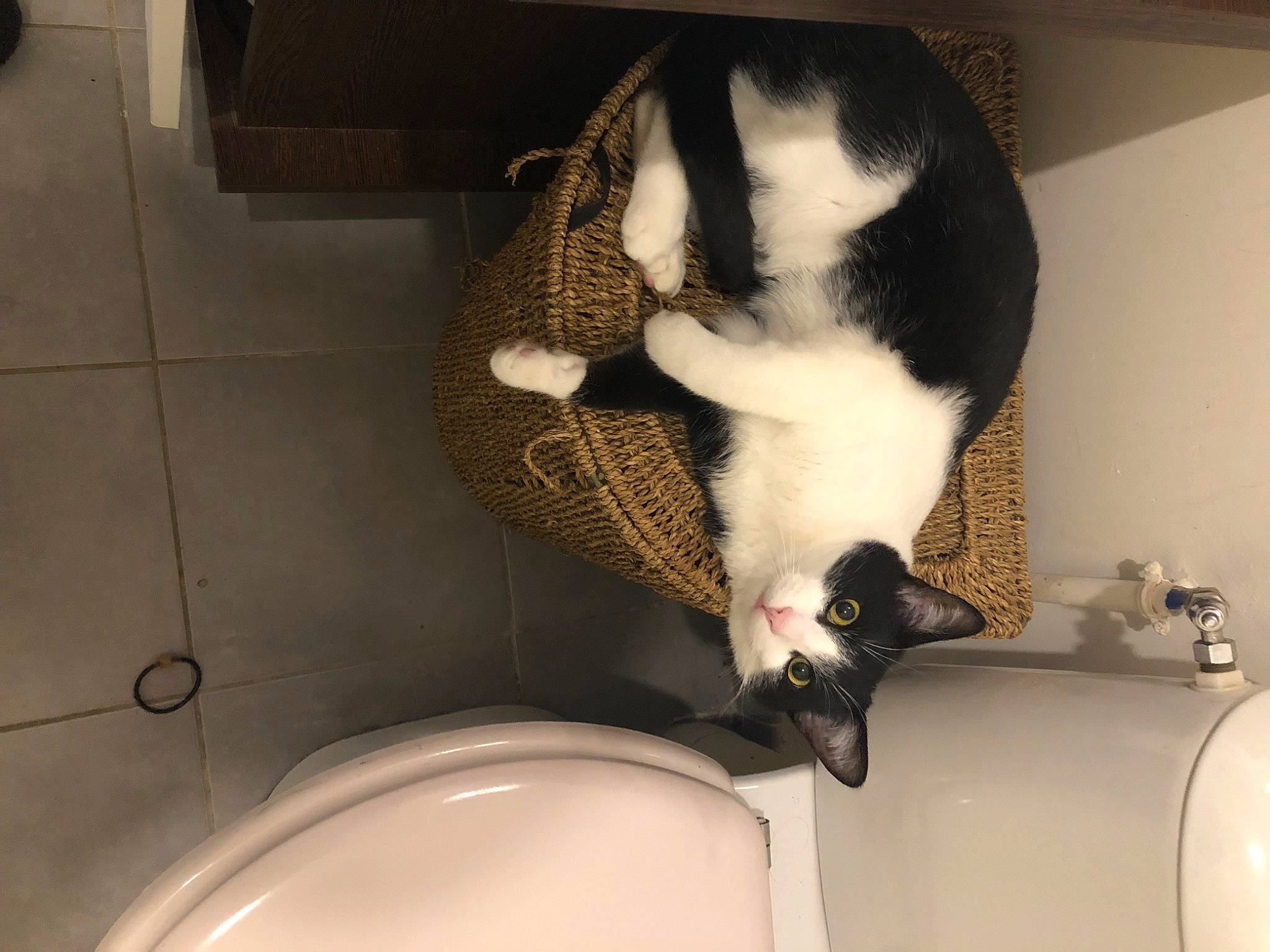 Scratch participe au concours pour gagner de l'argent avec cette photo : carnivore, cat, cat_supply, claw, comfort, domestic_short_haired_cat, felidae, flooring, fur, household_supply, paw, pet_supply, pipe, plumbing, plumbing_fixture, room, small_to_medium_sized_cats, tail, tap, whiskers