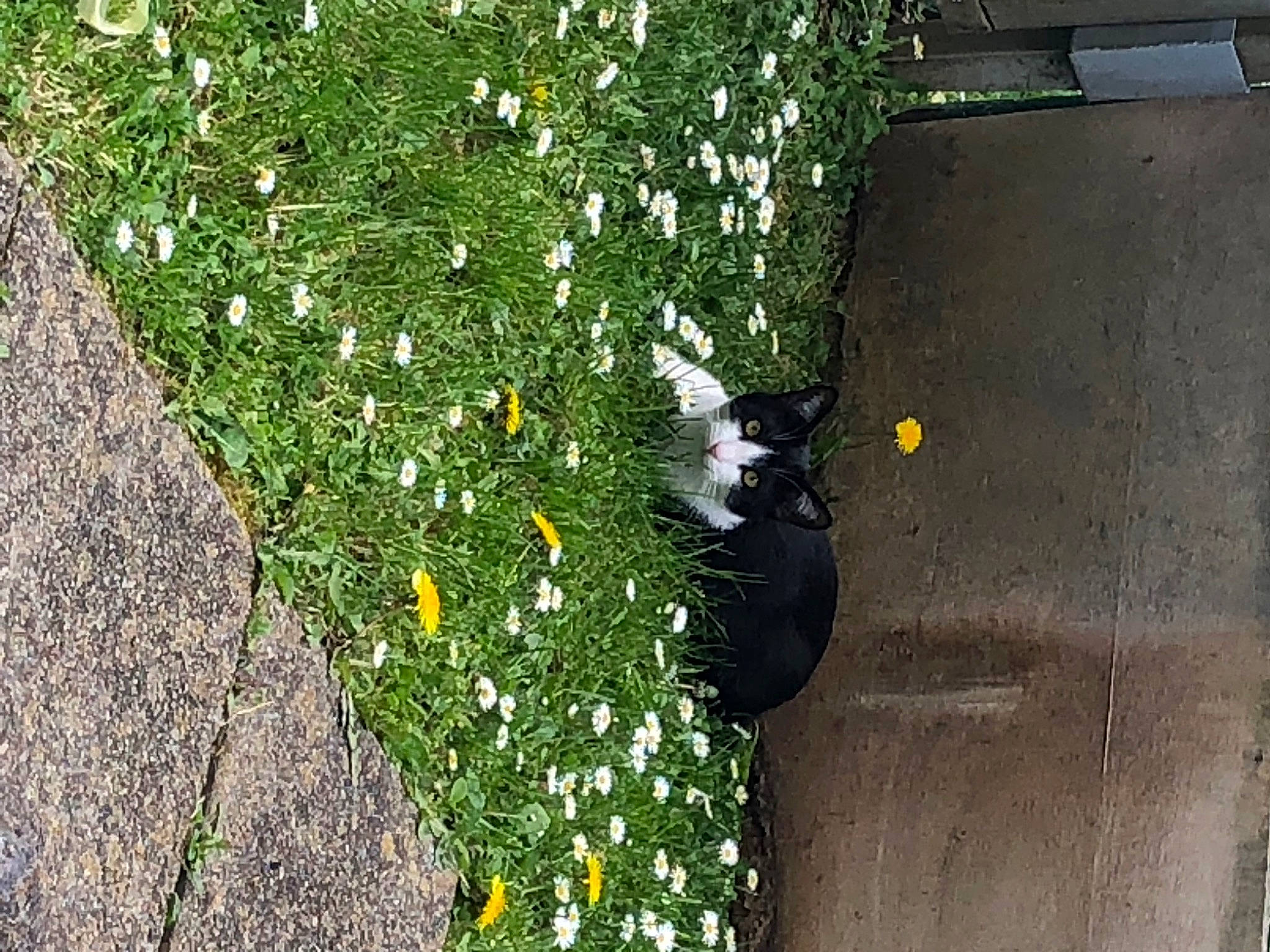 Scratch participe au concours pour gagner de l'argent avec cette photo : annual_plant, asphalt, camomile, carnivore, cat, concrete, felidae, flooring, flower, grass, groundcover, herbaceous_plant, people_in_nature, petal, plant, road, road_surface, shrub, sidewalk, tail