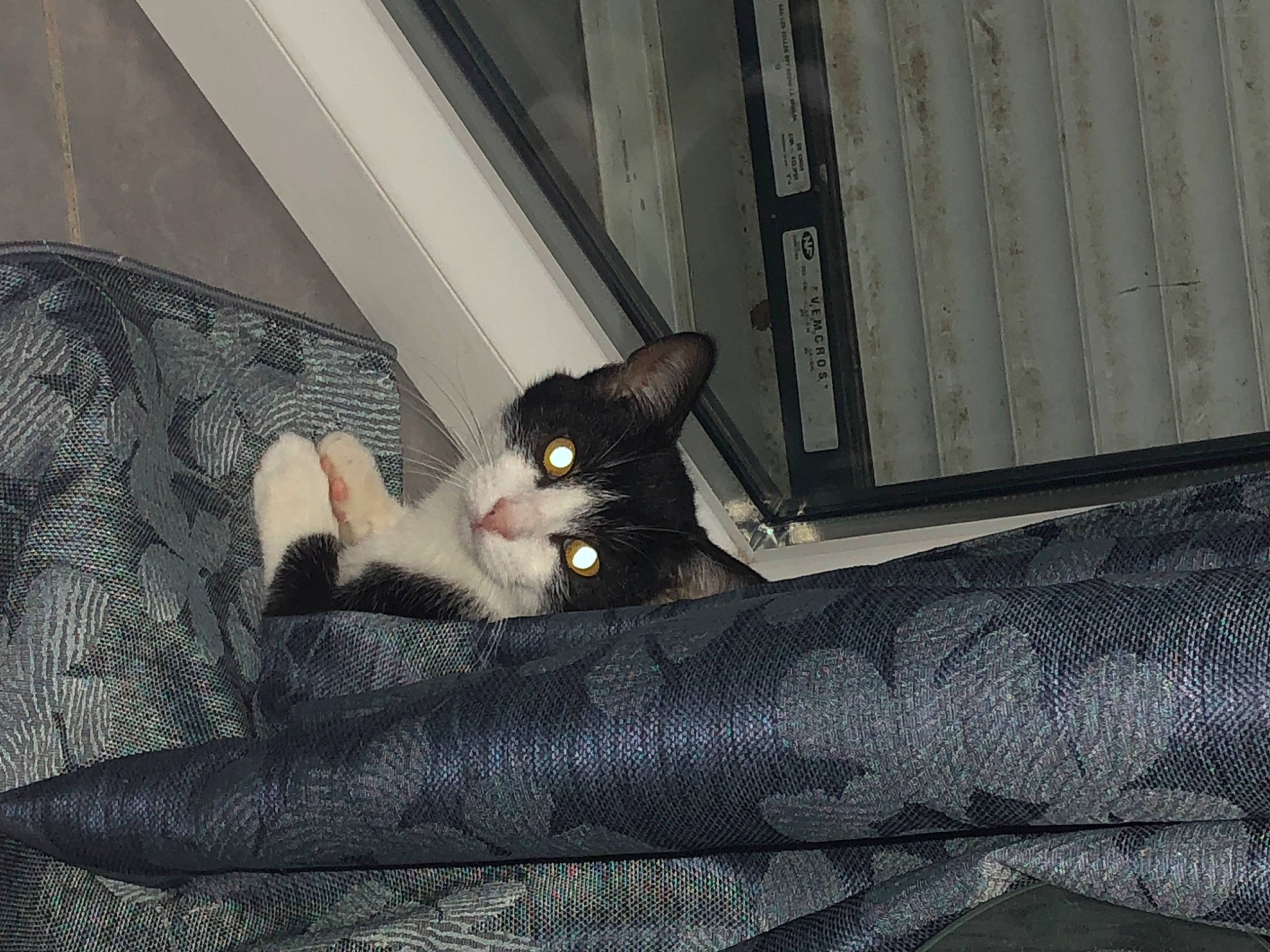 Scratch participe au concours pour gagner de l'argent avec cette photo : black_cat, carnivore, cat, comfort, couch, domestic_short_haired_cat, eye, felidae, fur, grey, human_leg, linens, paw, sitting, small_to_medium_sized_cats, snout, tail, tree, whiskers, wood