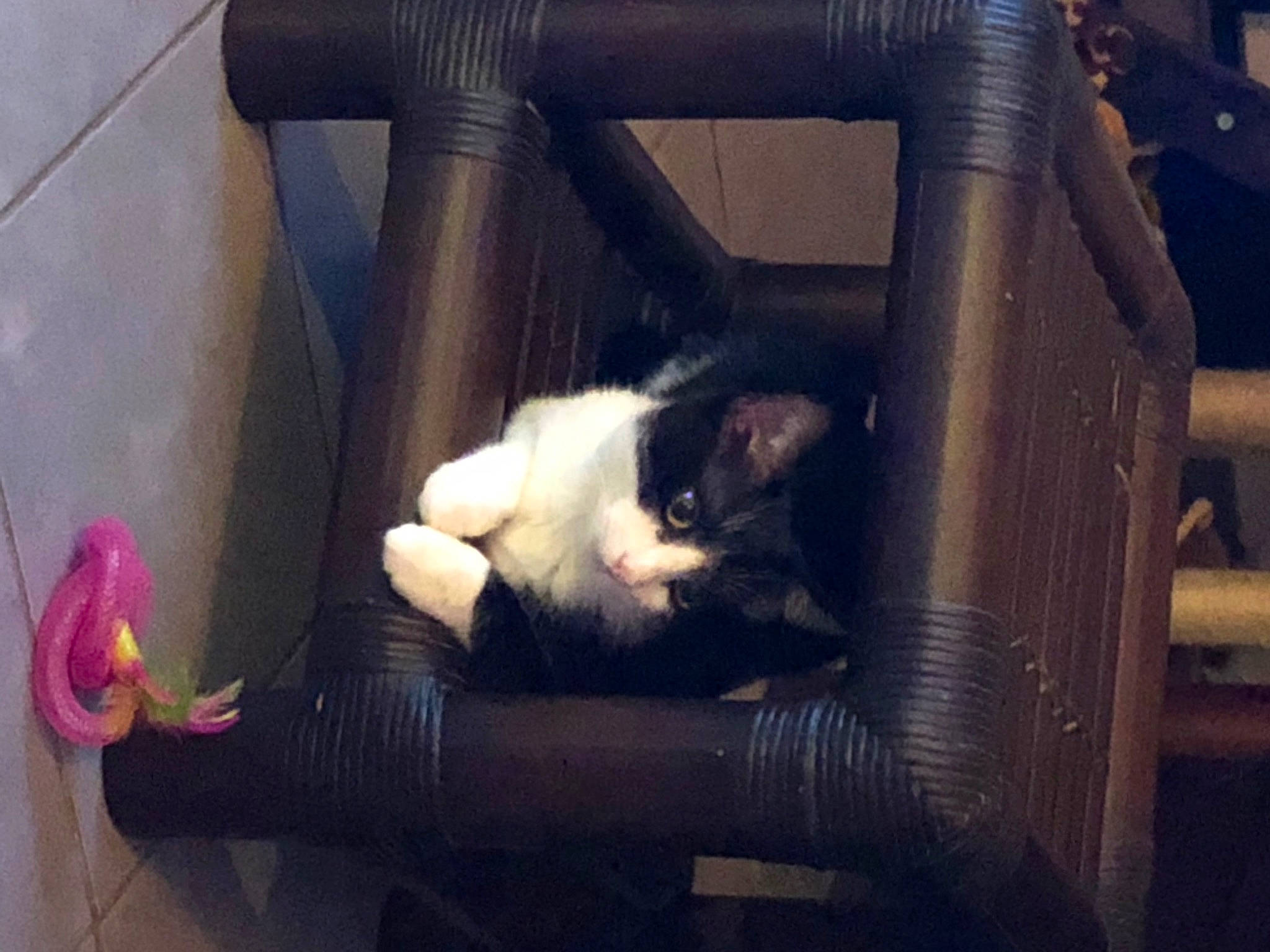 Scratch a rejoint le concours — aidez-le/la à gagner de superbes lots ! carnivore, cat, chair, comfort, companion_dog, couch, darkness, domestic_short_haired_cat, felidae, fur, human_leg, room, sitting, small_to_medium_sized_cats, snout, tail, tints_and_shades, whiskers, window, wood