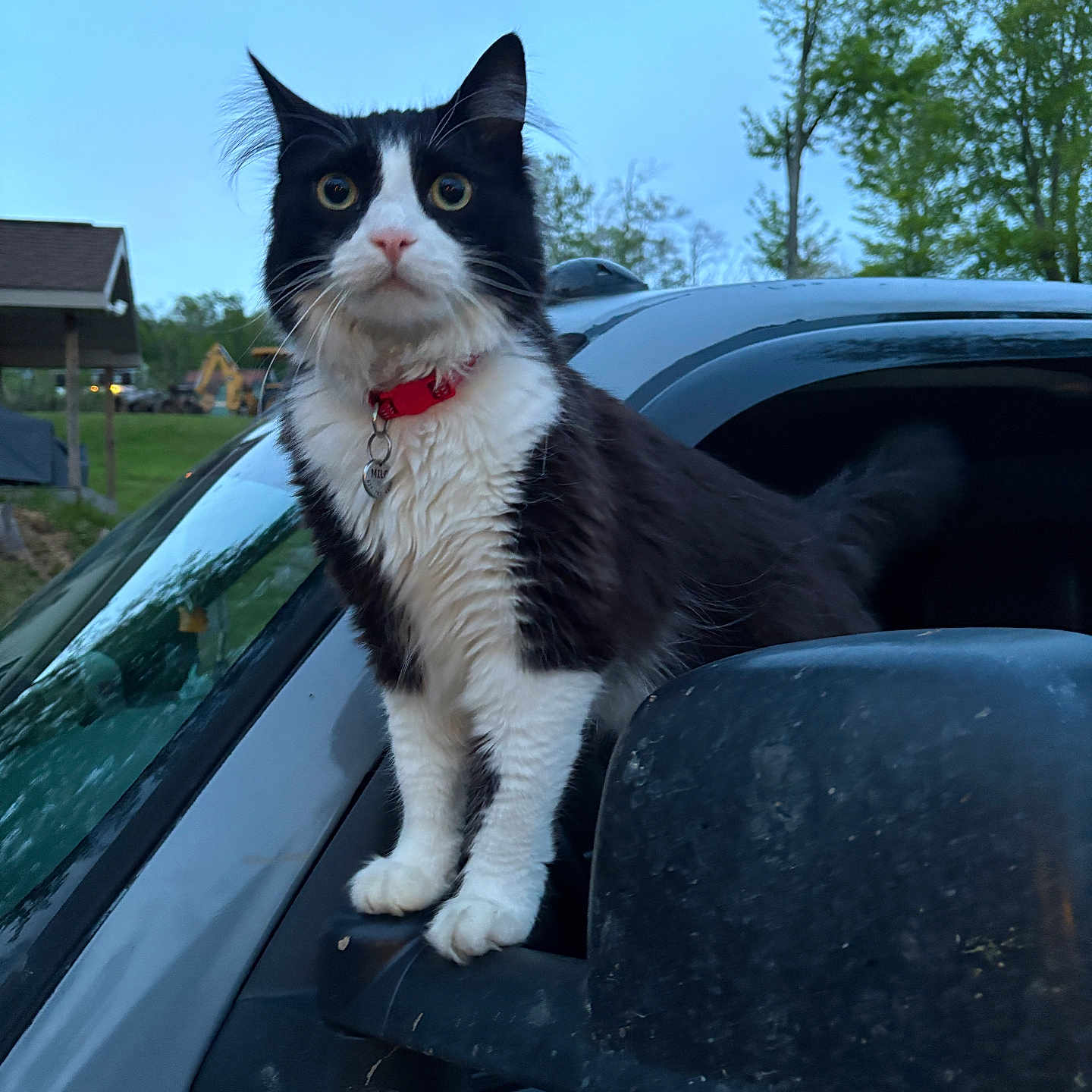 Milo joined the competition — help win amazing prizes! adventure, animal, black_and_white, car, cat, collar, curious, daylight, fur, grass, house, nature, outdoor, pet, reflection, side_mirror, sky, trees, vehicle, wide_eyes