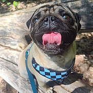 Moxie is registered to the contest to win money with this photo: dog, pug, outdoor, bench, sunlight, happy, tongue_out, leash, harness, pet, animal, nature, forest, close_up, smiling, canine, fur, cute, daylight, wood