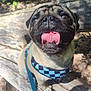 dog, pug, outdoor, bench, sunlight, happy, tongue_out, leash, harness, pet, animal, nature, forest, close_up, smiling, canine, fur, cute, daylight, wood