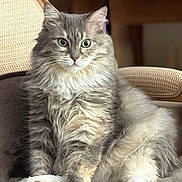 Blue participe au concours pour gagner de l'argent avec cette photo : cat, fluffy_fur, gray_cat, white_paws, pet, indoor, furniture, chair, relaxed, sitting, curious_eyes, long_hair, cute, animal, domestic_cat, whiskers, closeup, cozy, feline, soft_surface