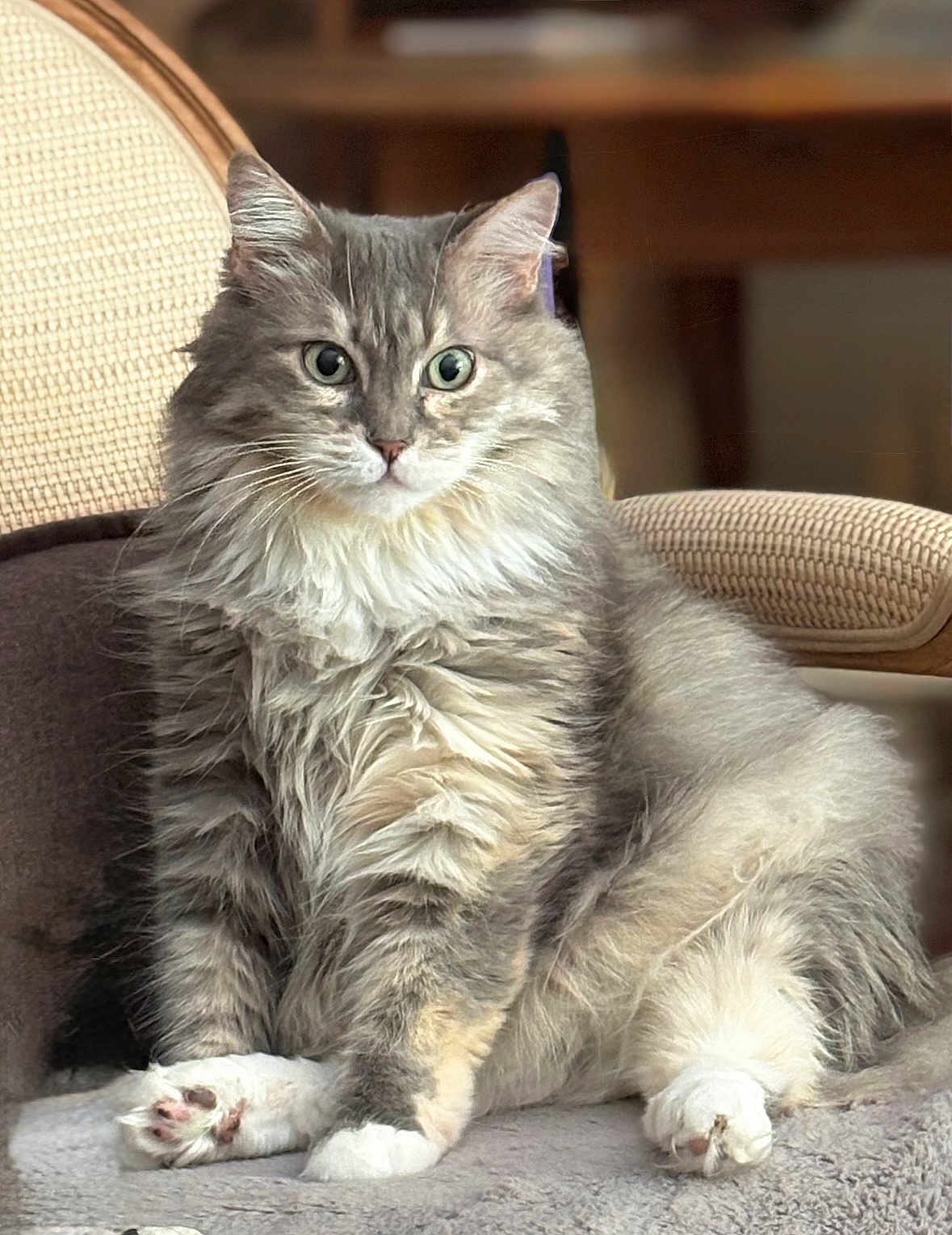 Blue participe au concours pour gagner de l'argent avec cette photo : cat, fluffy_fur, gray_cat, white_paws, pet, indoor, furniture, chair, relaxed, sitting, curious_eyes, long_hair, cute, animal, domestic_cat, whiskers, closeup, cozy, feline, soft_surface