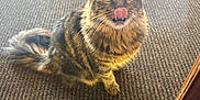 Star is registered to the contest to win money with this photo: cat, tabby_cat, tongue_out, licking_nose, fluffy, pet, indoor, carpet, glass_door, wooden_frame, animal, feline, cute, wide_eyes, sitting, curious, fur, whiskers, closeup, domestic_cat