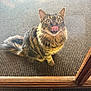 cat, tabby_cat, tongue_out, licking_nose, fluffy, pet, indoor, carpet, glass_door, wooden_frame, animal, feline, cute, wide_eyes, sitting, curious, fur, whiskers, closeup, domestic_cat
