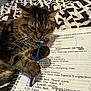 Star is registered to the contest to win money with this photo: cat, tabby_cat, pen, notebook, handwriting, bed, comforter, black_and_white, study, notes, paw, closeup, indoor, animal, pet, feline, writing, resting, cute, mischievous