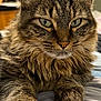Star is registered to the contest to win money with this photo: cat, tabby, fluffy, close_up, indoor, pet, feline, whiskers, green_eyes, fur, relaxed, laying_down, animal, cute, portrait, domestic_cat, mammal, soft_texture, bed, focused