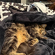 Star is registered to the contest to win money with this photo: cat, tabby, feline, pet, sleeping, blanket, bed, indoor, cozy, fur, resting, animal, comfort, soft, warm, curled_up, relaxed, striped, paw, home