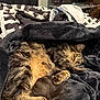 cat, tabby, feline, pet, sleeping, blanket, bed, indoor, cozy, fur, resting, animal, comfort, soft, warm, curled_up, relaxed, striped, paw, home