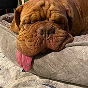 Harley is registered to the contest to win money with this photo: dog, sleeping_dog, pet, tongue_out, pet_bed, wrinkled_face, brown_coat, muzzle, nose, cozy, close_up, large_dog, indoor, carpet, resting, sleepy, furniture, home_interior, bed, cute