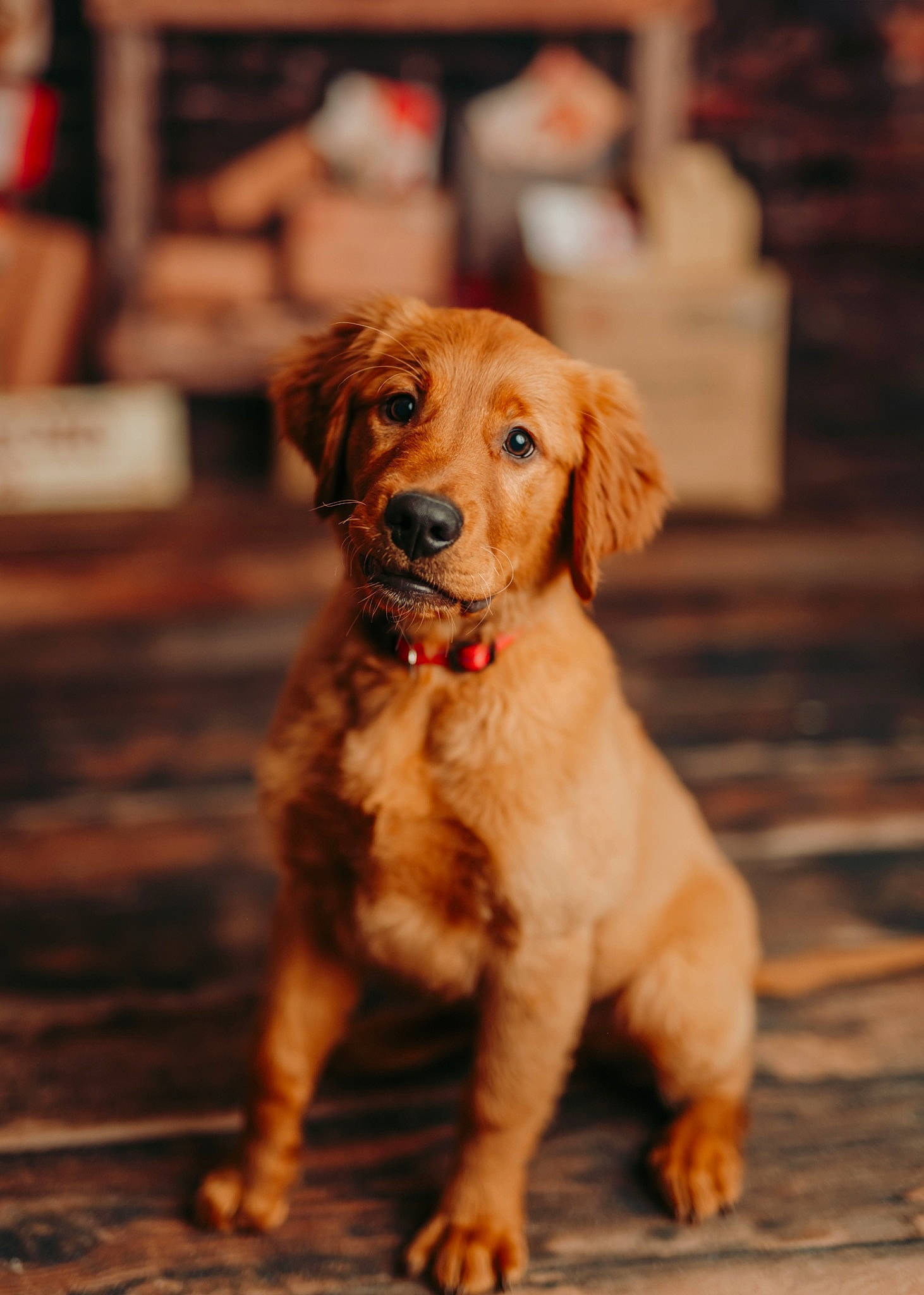 Knox joined the competition — help win amazing prizes! carnivore, companion_dog, dog, dog_breed, flooring, fur, soil, sporting_group, terrestrial_animal, wood, working_animal