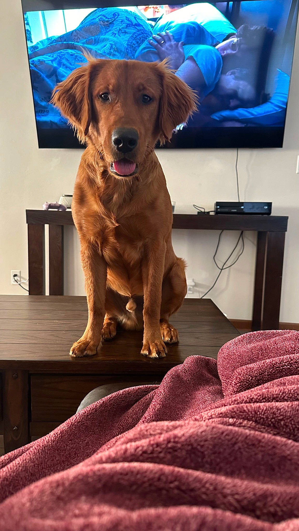 Knox is registered to the contest to win money with this photo: blue, carnivore, chair, collar, comfort, companion_dog, couch, dog, dog_breed, dog_collar, fawn, flooring, furniture, gun_dog, hat, liver, snout, table, wood, working_animal