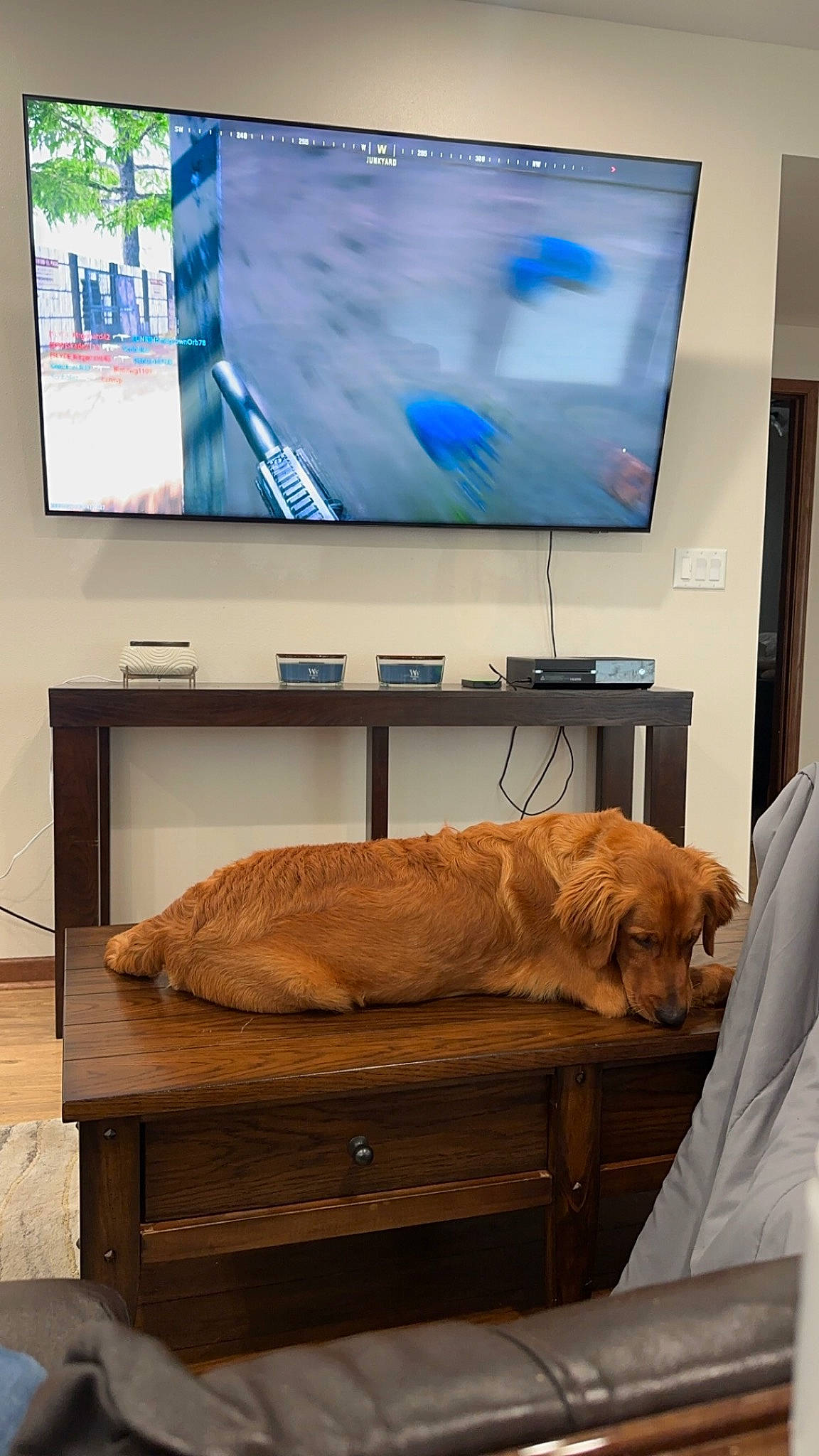 Knox is registered to the contest to win money with this photo: cable_television, carnivore, comfort, companion_dog, computer_monitor_accessory, display_device, dog, dog_breed, fawn, felidae, floor, flooring, hardwood, interior_design, living_room, output_device, property, television, television_set, wood